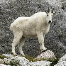 Mountain Goat Wikipedia