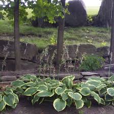 In The Gardens Hostas A Plant With
