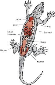 Image result for heart of lizard