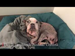 peaches abandoned boston terrier from