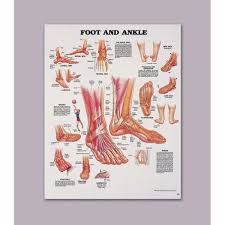 Anatomical Chart Of The Foot And Ankle