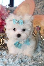 teacup size maltese puppies