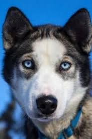 young siberian husky with blue eyes