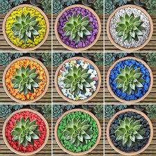 gardenersdream coloured plant pot