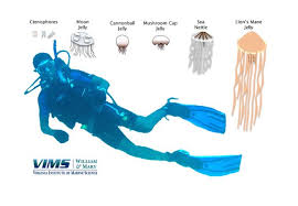 Identify That Jellyfish Virginia Institute Of Marine Science