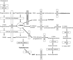 Cah Enzyme Diagram Wiring Diagrams