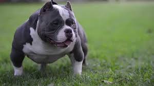 American Bully Dog Characteristic Appearance And Picture