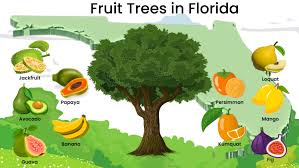 fruit trees in florida where each