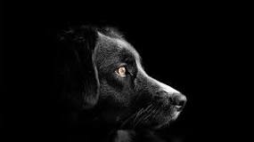 siyah-köpek-görmek-ne-anlama-gelir