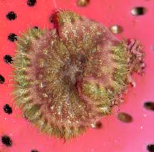 maxi mini carpet anemone