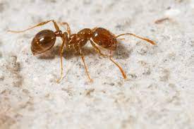 Central Termite and Pest