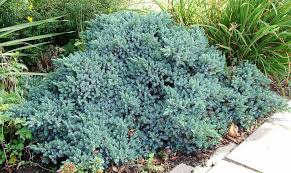 juniperus squamata blue star