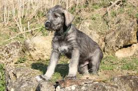 Other irish wolfhound breed names: How Much Does An Irish Wolfhound Cost Price And Expenses