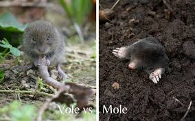 get rid of voles in your yard garden