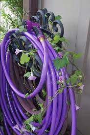 Purple Water Hose Morning Glories