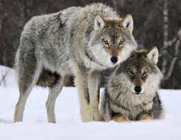 46 راز جالب و حقایق و دانستنی های خواندنی از زندگی گرگ ها