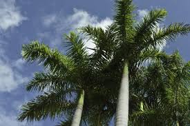 Royal Palm Trees Lovetoknow