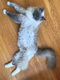 Fur typically won't grow on top of a cat's navel, causing many. Pictures Of Ragdoll Cats With Their Bellies Shaved Shaved Cat Tummy