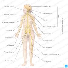 human body systems overview anatomy