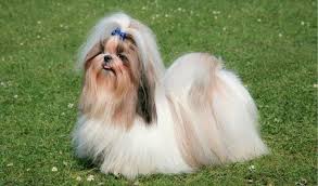 Character and disposition of the individual Shih Tzu hypoallergenic dogs