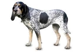 It is most commonly used as a raccoon hunting dog, but may also be kept as a pet. Bluetick Coonhound Dog Breed Information Pictures Characteristics Facts Dogtime