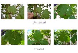 Propizol Control Of Anthracnose On Sycamore Arborjet
