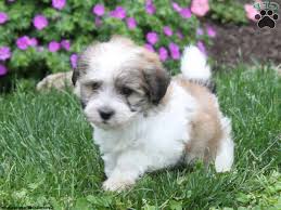 We are so excited to be offering more here at belle chiens puppies. Havanese Pomeranian Mix Puppies For Sale Petsidi
