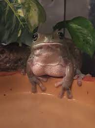 Frog with boobs