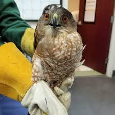 cooper s hawk recovers from impact