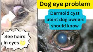 dermoid cyst in dog treatment and