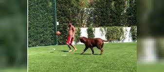 We did not find results for: Video Of Lionel Messi Playing Football With His Dog Hulk Goes Viral Watch