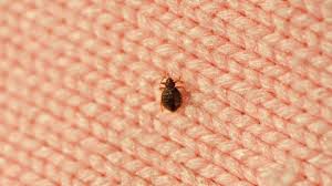 Don T Pour Alcohol On Your Bed Bugs