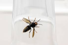 natural methods how to keep wasps away