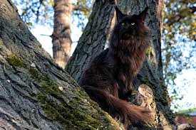 black maine cat personality