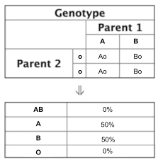 The diagram is used by biologists to determine the probability of an offspring having a particular genotype. Punnett Squares Classroom Partners
