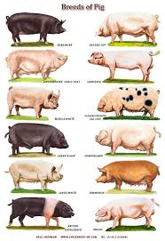 A4 Laminated Posters Breeds Of Cattle Sheep Or Pigs Pig