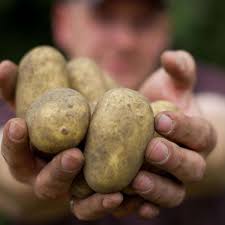Ausgepflanzt wird ab anfang april. Erste Anzeichen Wann Ist Die Kartoffel Reif Wohnen