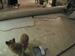 Protect Concrete Floor From Dog Urine