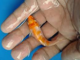 Size and growth vary from species to species, so be aware of what koi are growing up together in the pond. Feeding Suggestions For Baby Koi Newborn To Three Months Pethelpful