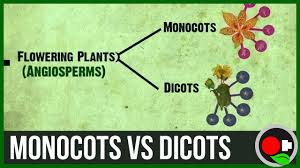 monocots vs dicots explained you