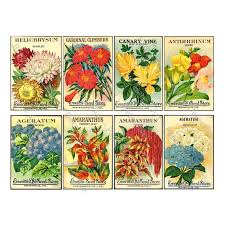 Seed Packet Antique Seed Catalog