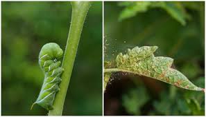 10 tomato pests that will destroy your