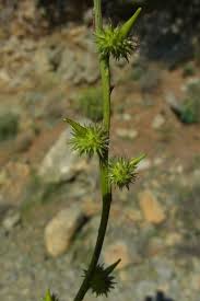 Succowia balearica (L.) Medik. | Plants of the World Online | Kew ...