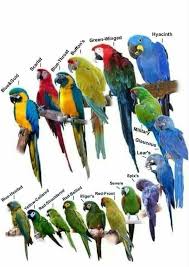 A Variety Of Beautiful Macaws Pet Birds Beautiful