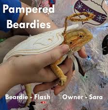 Последние твиты от bearded dragon clothing (@bdclothinguk). Pampered Beardies