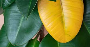 why plant leaves turn yellow and how to