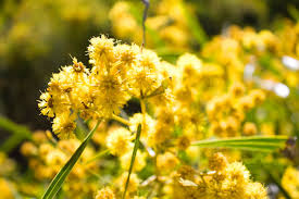 golden wattle the national flower of