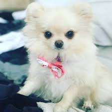 how much does a pomeranian cost in