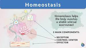 homeostasis definition and exles