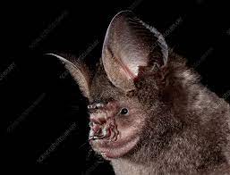 himan leaf nosed bat stock image